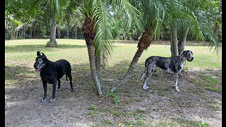 Happy Great Danes Love When Friends Visit For A Play Date