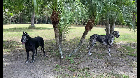 Happy Great Danes Love When Friends Visit For A Play Date