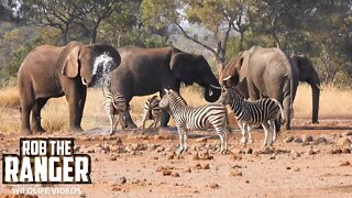 Nervous Zebra Approach Drinking Elephants | Kruger National Park