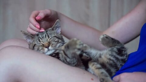 Kitty sleeping on women legs and caressing