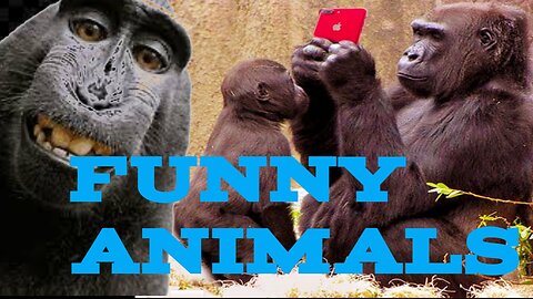Laugh_a_Lot_With_The_Funny_Moments_Of_Monkeys_🐵__Funniest_Animals_Video(480p)