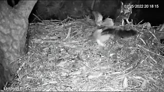 Dad Delivers a Bat to His Owlet-Cam Three 🦉 3/25/22 20:18