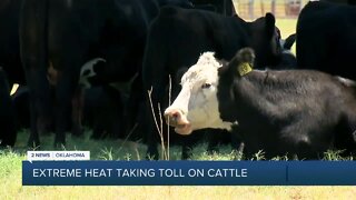 Heat taking toll on Oklahoma cattle, crops