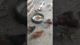 os galos machucaram a galinha