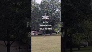 Farm Visit and Purple Martins