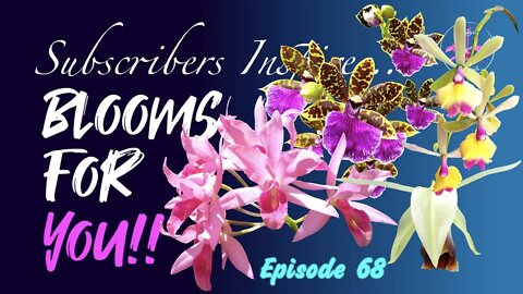 SUBSCRIBERS INSPIRE| You color my life | Blooms for YOU! Episode 68 🌸🌺🌼💐#Orchids #OrchidsinBloom