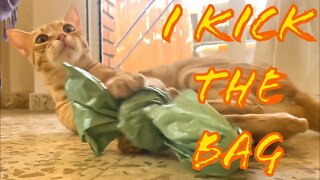Cat Playing With Plastic Bag [Bunny Kicks!] 😁
