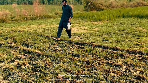 Punjabi agriculture