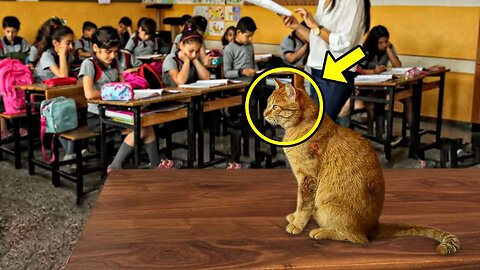 Stray Cat Came To a Math Class Every Day, Then The Unthinkable Happened!