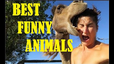 Impossible You Laugh You Lose 😂 Funniest Animals Clips! 😂