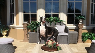 Beautiful Great Dane relaxes on a patio chair