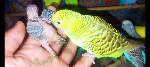 The beautiful and cute baby parrots have started to grow in my zoo
