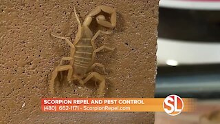 Prevent scorpions from entering your home with Scorpion Repel's Averzion