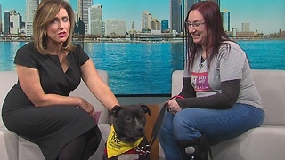 Pet of the Week: Sebastian the Pitbull from Last Day Dog Rescue