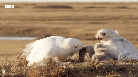 Snowy Owl's Commitment to Parenthood ||Animal Super Parents || BBC Earth 🌎🌍