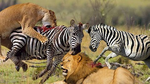 Zebra Joins Forces To Attack Lions.