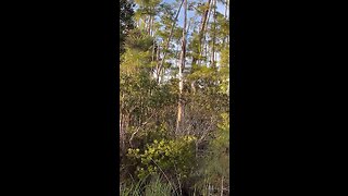 Livestream Clip - Pileated Woodpeckers AKA “Woody Woodpecker” Vol. 3