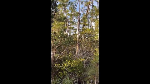 Livestream Clip - Pileated Woodpeckers AKA “Woody Woodpecker” Vol. 3