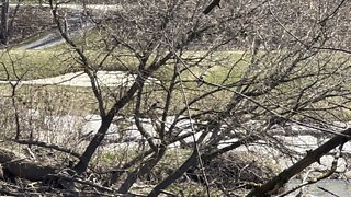 Kingfisher couple on the Humber River