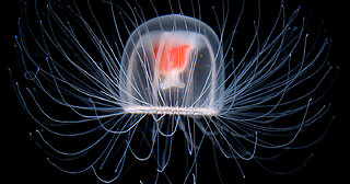 The IMMORTAL JELLYFISH can live FOREVER - 5 FUN FACTS