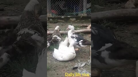 ducks have been raised for half a year