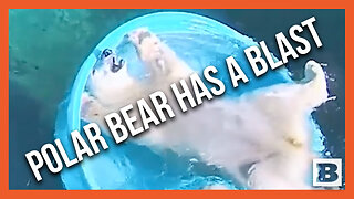 Polar Bear Siblings Have the Time of Their Life in Swimming Pool