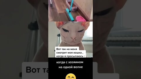 #shorts Смешные Коты Из Тик Тока 43 Funny Cats From TikTok