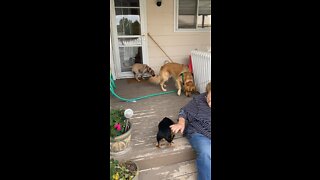 Dogs meeting our friends puppy