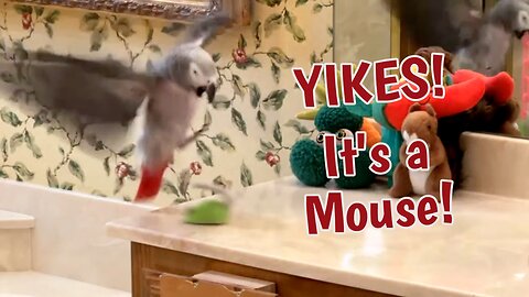 Parrot Hilariously Jumps Over Toy Mouse