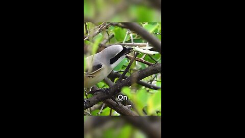 The Shrike Bird: A Deadly Predator with a Voracious Appetite