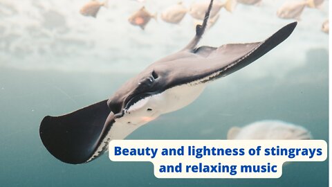 Beauty and lightness of stingrays and relaxing music