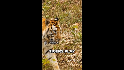 Tigers