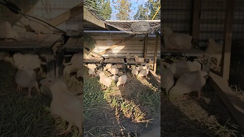 already making dust baths #video #homestead #shorts #meatbirds #chickens #chicks #farm #farmlife