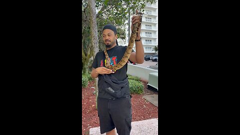 #florida #floridalife #snake #miami #fortlauderdale