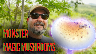 A BED FULL OF MONSTER MAGIC MUSHROOMS!!! (Psilocybe cubensis from costa rica)