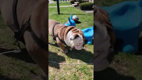 #englishbulldogs #bulldogswithsadface