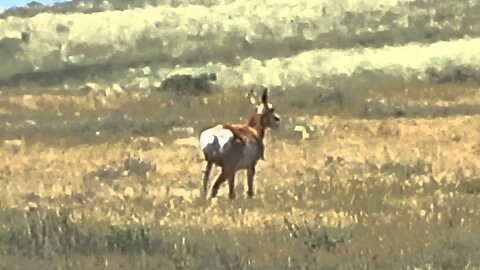 Pronghorn on the Pawnee Grasslands