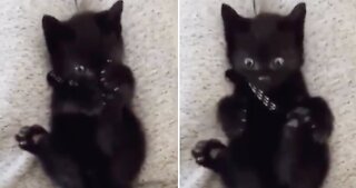 Baby Kitten Is Left Stumped After It Finds It Has 4 Paws