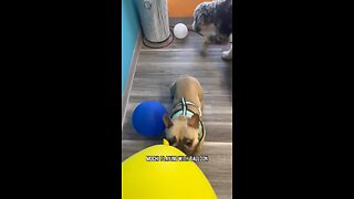 The Balloon is My New Toy | Mochi The French Bulldog