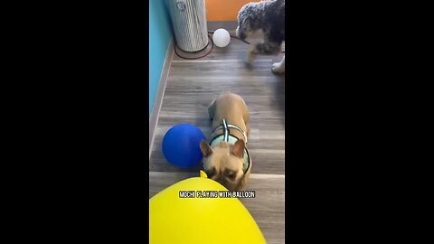 The Balloon is My New Toy | Mochi The French Bulldog
