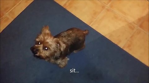 Yorkshire terrier puppy knows plenty of tricks
