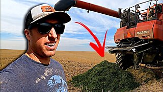 Red Combine Vs. Green Canola (NOT GOOD)