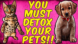 WARNING You Must Put Your Cats Or Dogs On A Parasite DETOX!