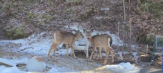 The twins found the treats