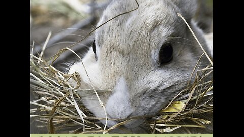 A Young Rabbit Eating an Indoor Plant