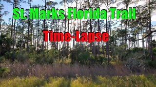 St Marks Florida Trail Windy Afternoon Time-Lapse