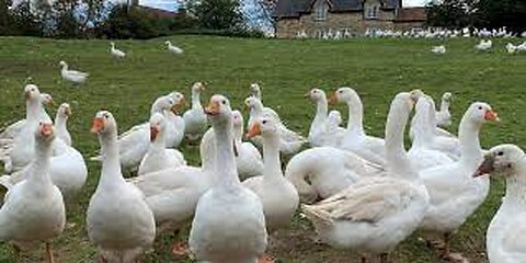 Amazing Goose Farming Technology Produces Meat and Foie Gras 🦢 - Foie Gras processing in Factory