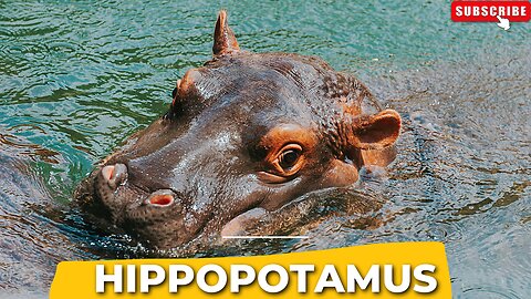 Hippopotamus Also Shortened To Hippo ll Epic Fail ll