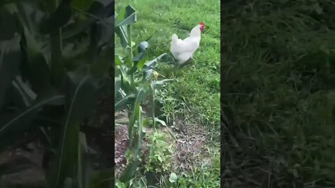 Grrrr.Chickens Outside The Coop... 🐓 | Roosters On The Homestead | Process Them? Keep Them? #shorts
