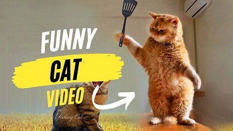 Funny animal | funny animals video | Funny dog & cat video